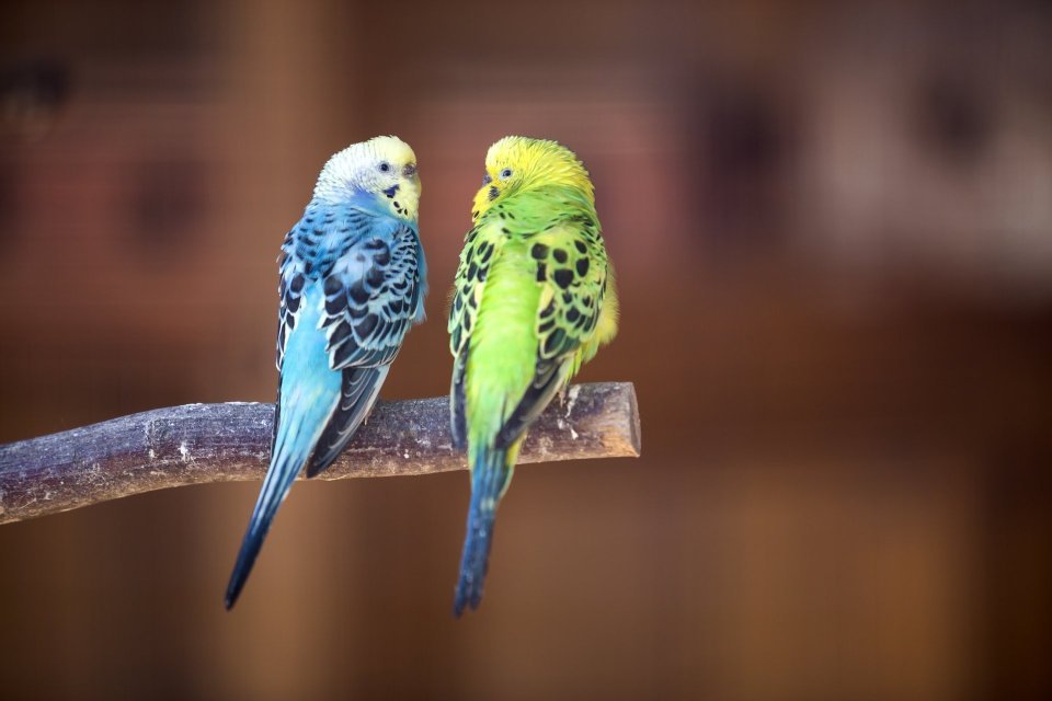 Andulka vlnkovaná – veselý parťák s potřebou interakce