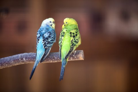 Andulka vlnkovaná – veselý parťák s potřebou interakce