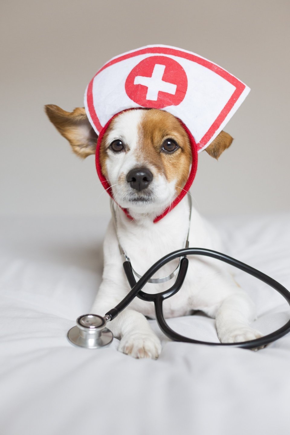 Cestovní lékárnička pro mazlíčka – co vzít s sebou