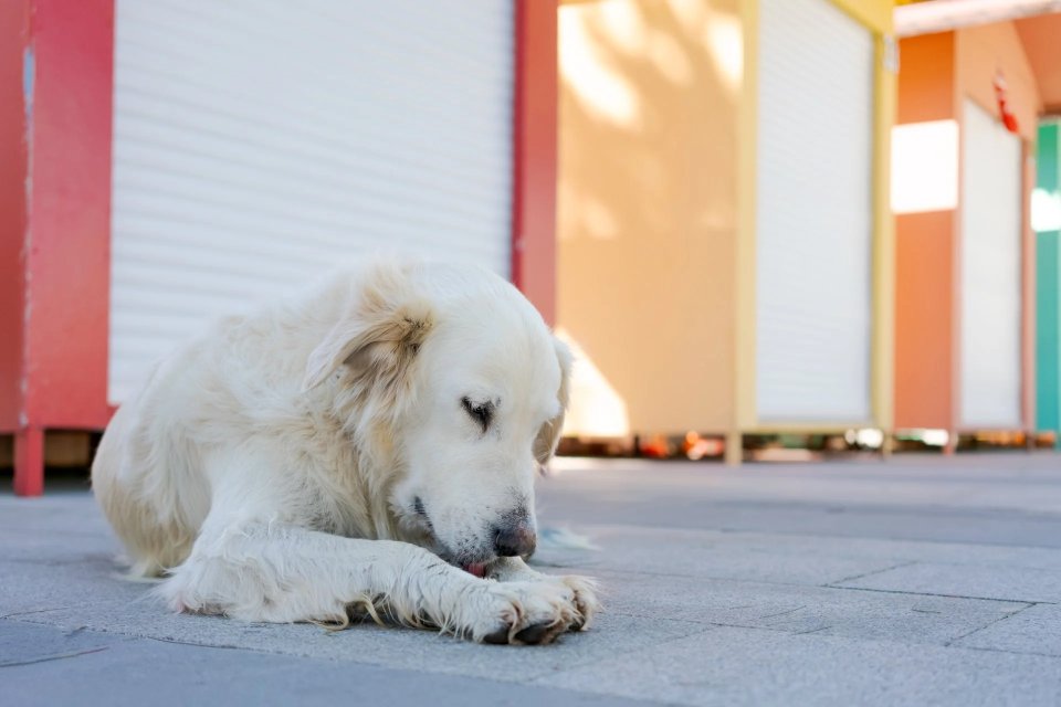 První pomoc pro psa