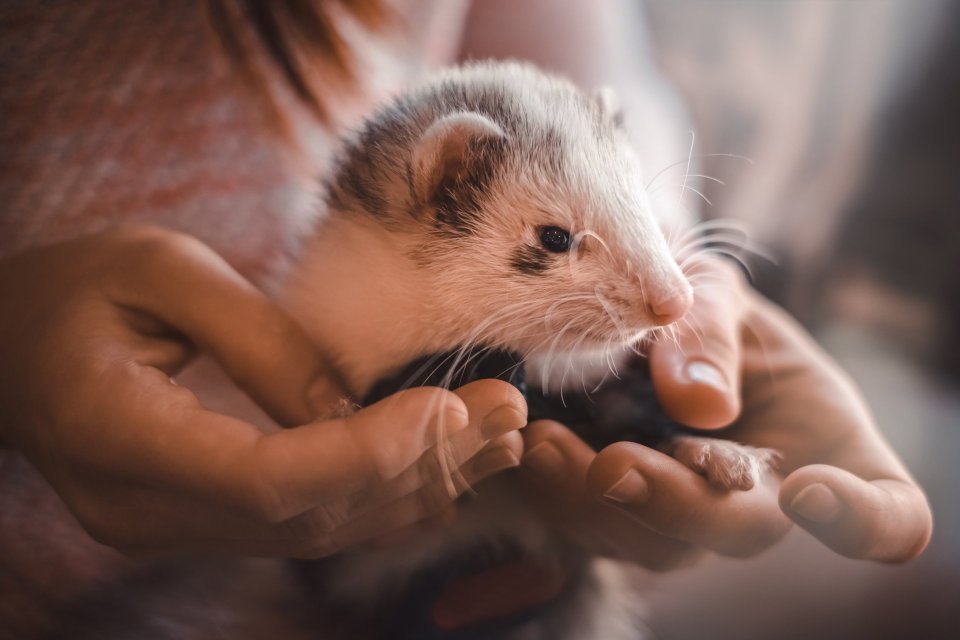 Fretka – temperamentní společník, co potřebuje režim