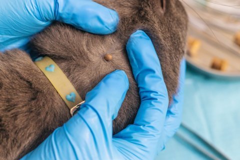 Jak bezpečně odstranit klíště