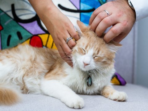 Jak poznat bolest u psa nebo kočky