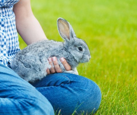 Králík domácí – základní péče pro zdravý a spokojený život