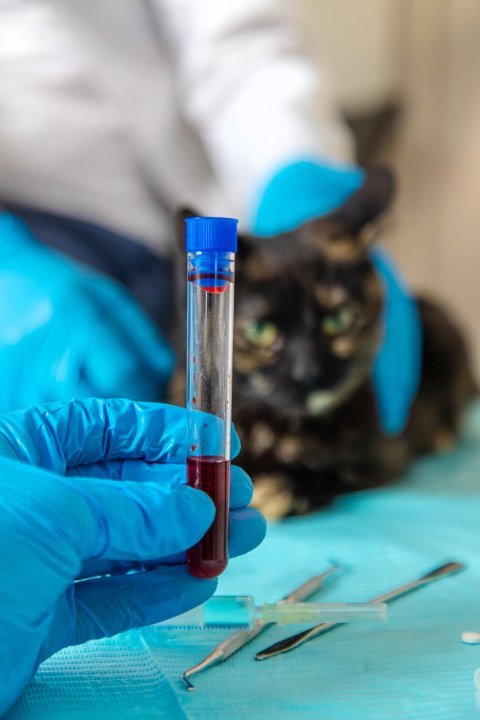 Laboratorní vyšetření (krev, moč, stolice) – co prozradí