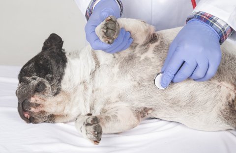 Preventivní prohlídka u veterináře – co očekávat