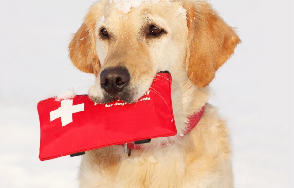 První pomoc pro psa – kompletní průvodce pro majitele