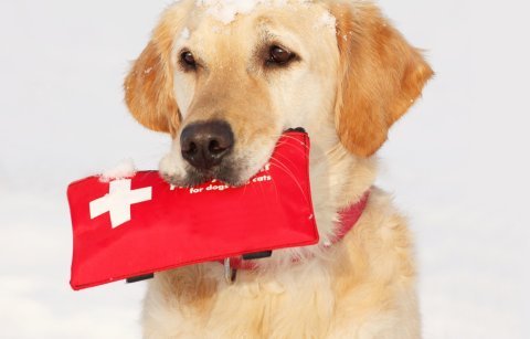 První pomoc pro psa