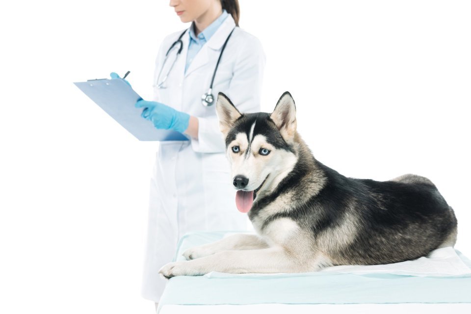 Jak pracovat s recenzemi veterinární péče (pro majitele)