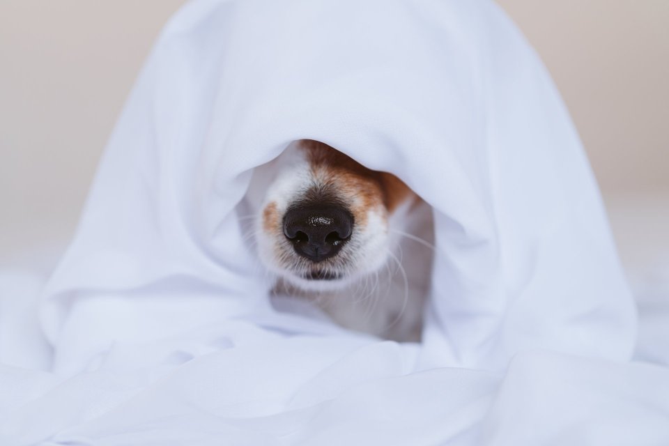 Separační úzkost – základy a první kroky