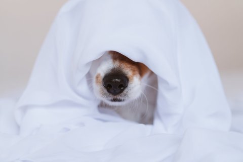 Separační úzkost – základy a první kroky