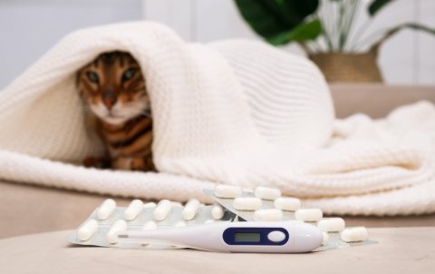 Jak doma zkontrolovat teplotu, dýchání a tep