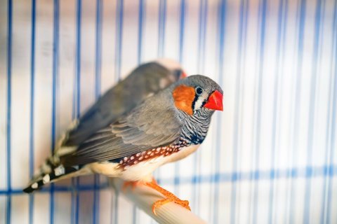 Zebřička pestrá – společenský drobek do voliéry