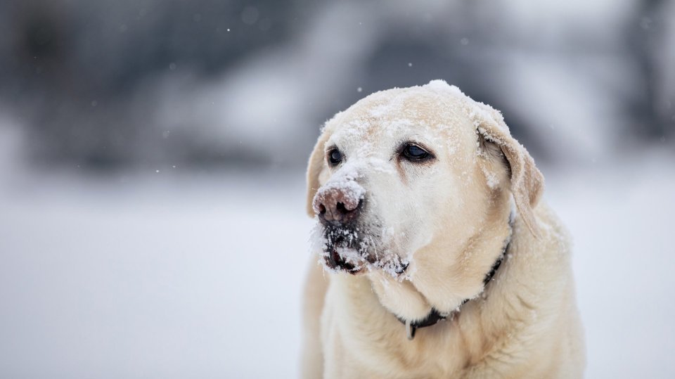 Zima a mazlíčci – bezpečí v mrazu a na chodnících